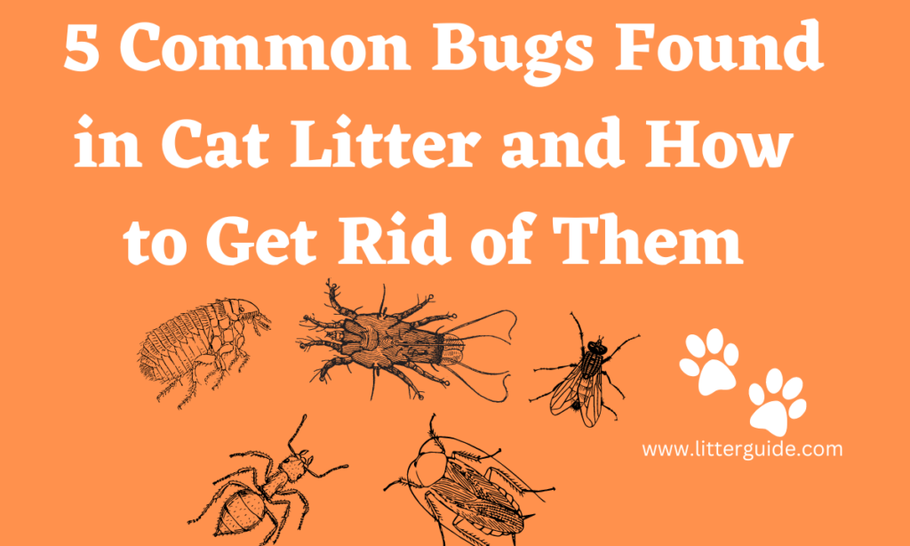 5-Common-Bugs-Found-in-Cat-Litter-and-How-to-Get-Rid-of-Them