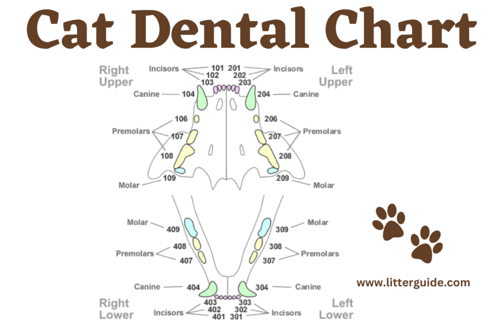 Image Showing Cat Dental Chart with large Text Cat Dental Chart