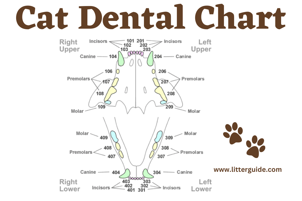 Cat Dental Chart Understanding Your Cat’s Oral Health