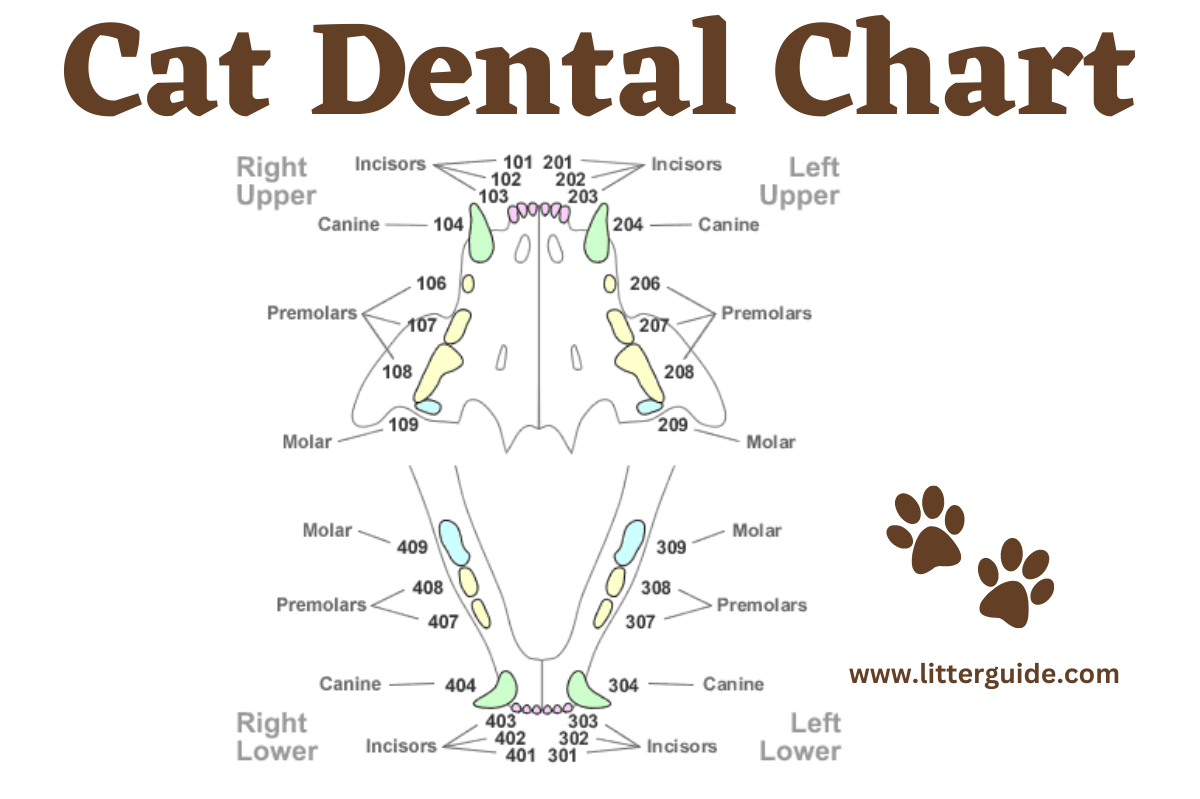 Cat Dental Chart Understanding Your Cat s Oral Health