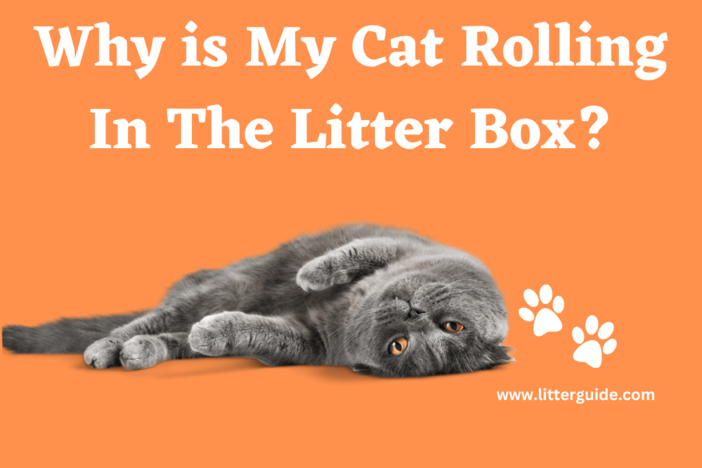 Image Of a Black Cat Rolling with the Text Above Why is My cat Rolling in the Litter Box