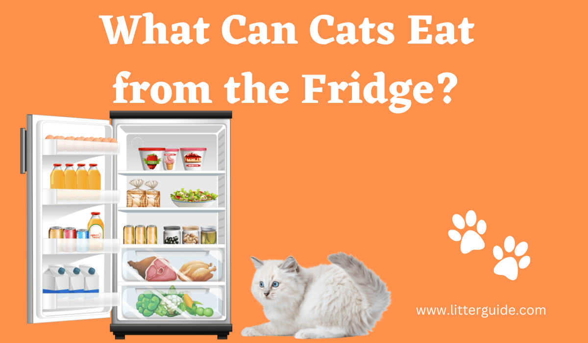 What Can Cats Eat from the Fridge Exploring Safe and Nutritious